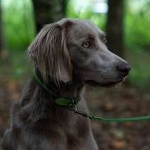 Timberwolf Rolled Collar Green 45-54cm Size 6