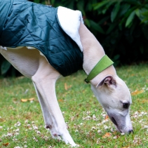 Timberwolf Greyhound Collar Green 34-43cm