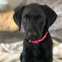 Small Bite Heart Collar Lead Set Raspberry