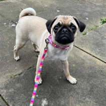 Small Bite Rainbow Collar Lead Set Pink