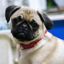 Small Bite Reflective Star Collar Lead Set Red