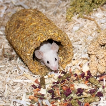 Naturespaws Marigold Tunnel