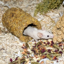 Naturespaws Marigold Tunnel