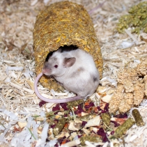 Naturespaws Marigold Tunnel