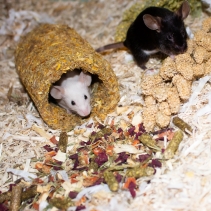 Naturespaws Marigold Tunnel