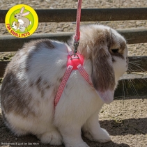 Guinea pig leads harnesses best sale