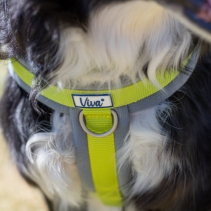 Viva Padded Harness Lime S 36-42cm