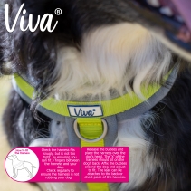 Viva Padded Harness Blue S 36-42cm