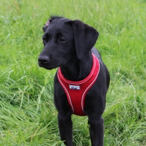 Viva Comfort Dog Harness Red XS 28-40cm