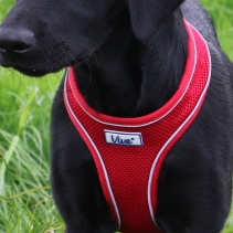 Viva Comfort Dog Harness Red XS 28-40cm