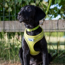 Viva Comfort Dog Harness Lime XS 28-40cm