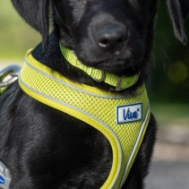 Viva Comfort Dog Harness Lime XS 28-40cm