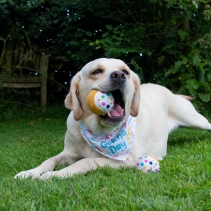 Pawty Tennis Balls (3pcs)