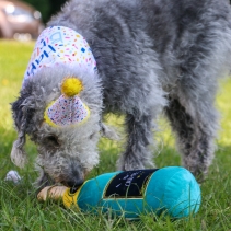 Pawty Sprinkle Hat with Bandana Set M/L