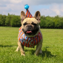 Pawty Stripe Hat with Bandana Set M/L