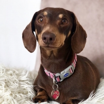 Hot Pink Candy Stripe Made From Collar S