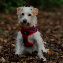 Tartan/Star Reversible Harness XS