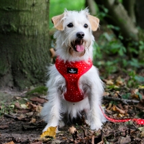 Tartan/Star Reversible Harness XS