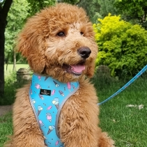 Dino/Ice Cream Reversible Harness XS