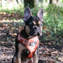 Maple Leaf/Woodland Reversible Harness XS