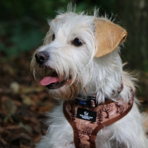 Maple Leaf/Woodland Reversible Harness XS