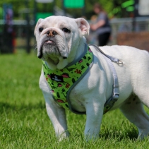 Dino/Ice Cream Reversible Harness S