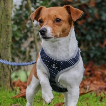 Daisy/Polka Dot Reversible Harness L