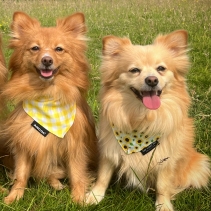 Sunflower/Yellow Check Patterned Bandana 2 per pk