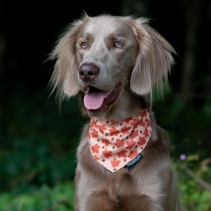 Maple Leaf/Woodland Patterned Bandana (2 per pack)