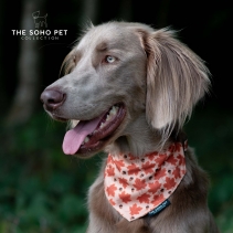 Maple Leaf/Woodland Patterned Bandana (2 per pack)