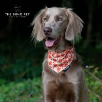 Maple Leaf/Woodland Patterned Bandana (2 per pack)