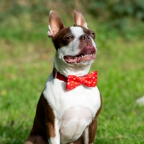 Tartan/Star Patterned Bow Tie (2 per pack)