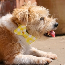 Sunflower/Yellow Check Patterned Bow Tie 2 per pk