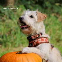 Soho Maple Leaf Collar S