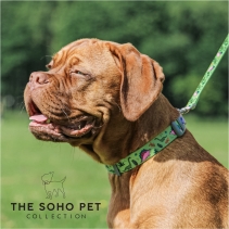 Soho Dino Collar M