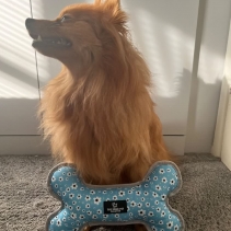 Daisy/Polka Patterned Reversible Bone Toy