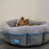 Small Bite Donut Bed 50cmX50cm Blue