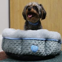 Small Bite Donut Bed 50cmX50cm Blue