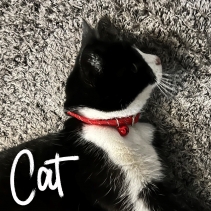 Softweave Refl Elastic Cat Collar Red