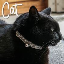 Refl Hearts Safety Cat Collar Silver