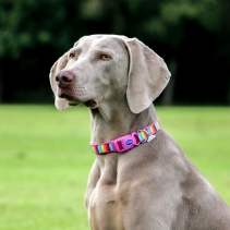 Rainbow Collar Size M 30-50cm Size 2-5