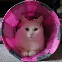 Y-Shaped Cat Tunnel