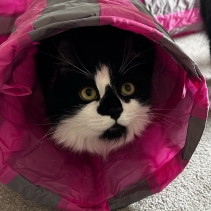 Y-Shaped Cat Tunnel