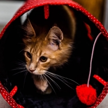 Red Polka Cat Tunnel