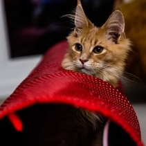 Red Polka Cat Tunnel