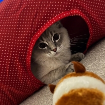 Red Polka Cat Tunnel