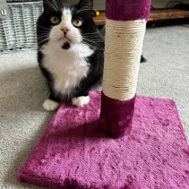 Value Cat Scratch Post