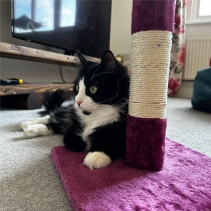 Value Cat Scratch Post