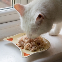 Ceramic Cat Shaped Dish