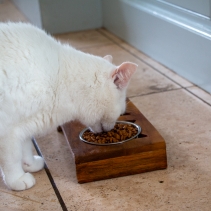 Raised Twin Cat Feeder